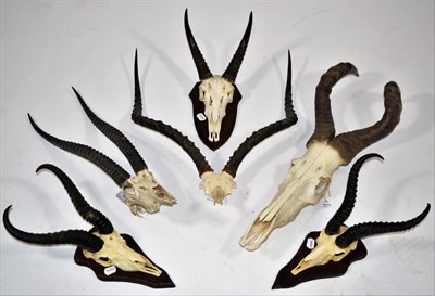 Lot 2050 - Antlers/Horns: A Selection of African Hunting Trophy Skulls, circa 1991, a varied selection of...