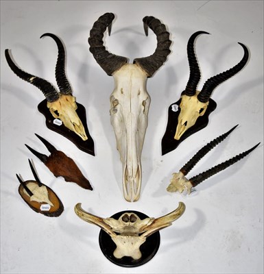 Lot 2051 - Antlers/Horns: A Selection of African Hunting Trophy Skulls, circa 1991, a varied selection of...