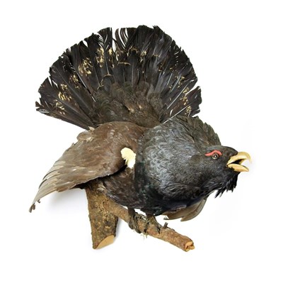 Lot 2052 - Taxidermy: European Capercaillie (Tetrao urogallus), circa late 20th century, large full mount cock