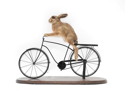 Lot 2055 - Taxidermy: An Anthropomorphic European Hare Leveret Riding a Bike, (Lupus timidus), circa 2020,...