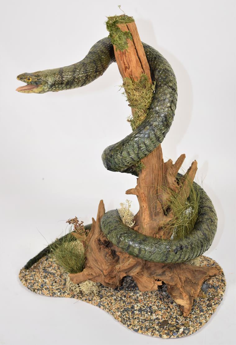 Lot 2058 - Taxidermy: A Japanese Rat Snake (Elaphe climacophora), modern, full mount adult coiled around a...