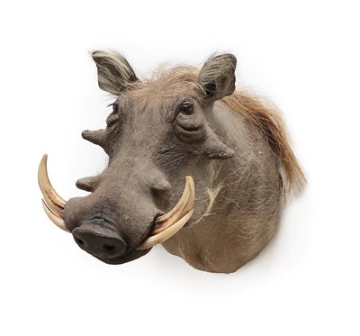 Lot 2065 - Taxidermy: Common Warthog (Phacochoerus africanus), modern, South Africa, high quality adult...