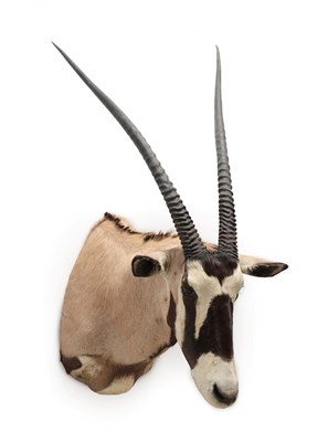 Lot 2069 - Taxidermy: Gemsbok Oryx (Oryx gazella gazella), modern, South Africa, high quality adult male...