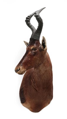 Lot 2070 - Taxidermy: Cape Red Hartebeest (Alcelaphus caama), modern, South Africa, high quality adult...