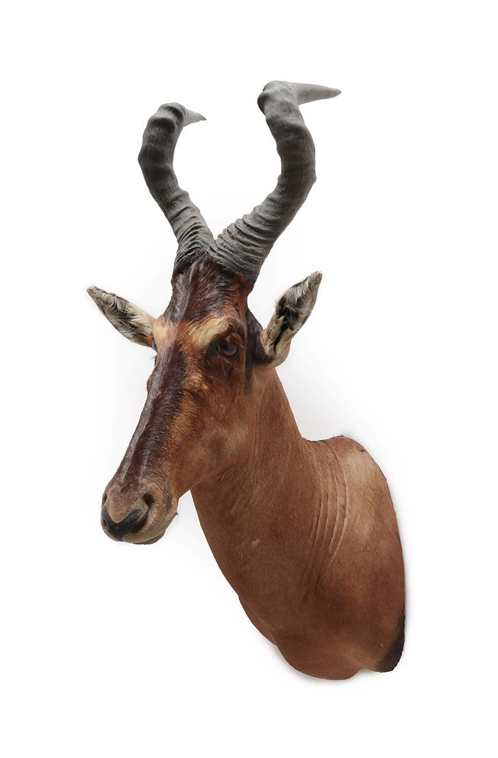 Lot 2071 - Taxidermy: Cape Red Hartebeest (Alcelaphus caama), modern, South Africa, high quality adult...