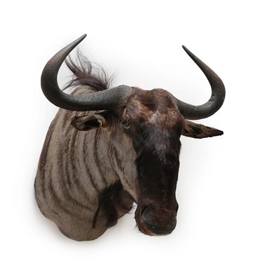 Lot 2073 - Taxidermy: Blue Wildebeest (Connochaetes taurinus), modern, South Africa, high quality adult...