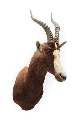 Lot 2074 - Taxidermy: Blesbok (Damaliscus phillipsi), modern, South Africa, adult male shoulder mount with...
