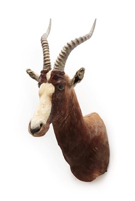 Lot 2074 - Taxidermy: Blesbok (Damaliscus phillipsi), modern, South Africa, adult male shoulder mount with...
