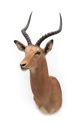 Lot 2075 - Taxidermy: Common Impala (Aepyceros melampus), modern, South Africa, adult male shoulder mount...