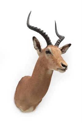 Lot 2075 - Taxidermy: Common Impala (Aepyceros melampus), modern, South Africa, adult male shoulder mount...