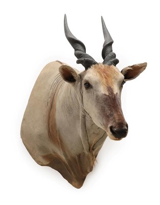 Lot 2076 - Taxidermy: Cape Eland (Taurotragus oryx oryx), modern, South Africa, a very large high quality...