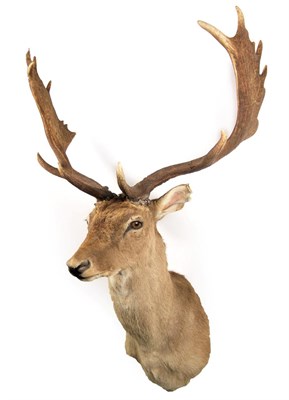Lot 2077 - Taxidermy: Fallow Deer (Dama dama), modern, adult male shoulder mount looking straight ahead,...