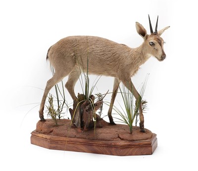Lot 2078 - Taxidermy: Common Grey Duiker (Sylvicapra grimmia), modern, South Africa, a high quality full mount