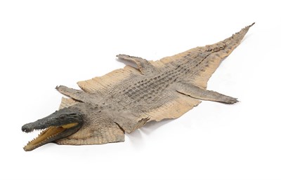 Lot 2079 - Taxidermy: Nile Crocodile (Crocodylus nyloticus), circa 2005, Zimbabwe, Africa, adult flat skin...