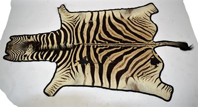 Lot 2080 - Taxidermy: Burchells Zebra Flat Skin (Equus quagga), modern, South Africa, adult Zebra flat...