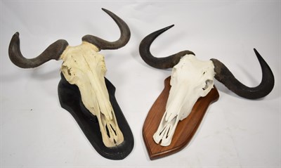 Lot 2083 - Horns/Antlers: Blue Wildebeest (Connochaetes taurinus), modern, South Africa, two sets of male...