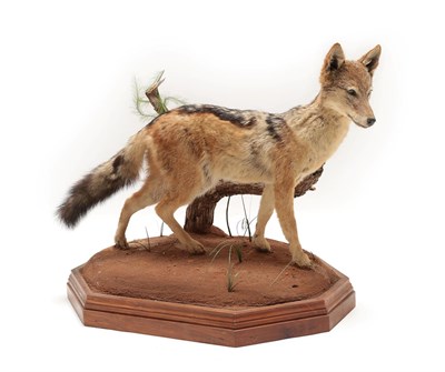 Lot 2085 - Taxidermy: Black-Backed Jackal (Canis mesomelas), modern, South Africa, a full mount adult in...