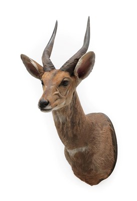 Lot 2086 - Taxidermy: Cape Bushbuck (Tragelaphus sylvaticus), modern, South Africa, high quality adult...