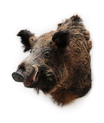 Lot 2087 - Taxidermy: A European Wild Boar (Sus scrofa), modern, a high quality large adult male shoulder...