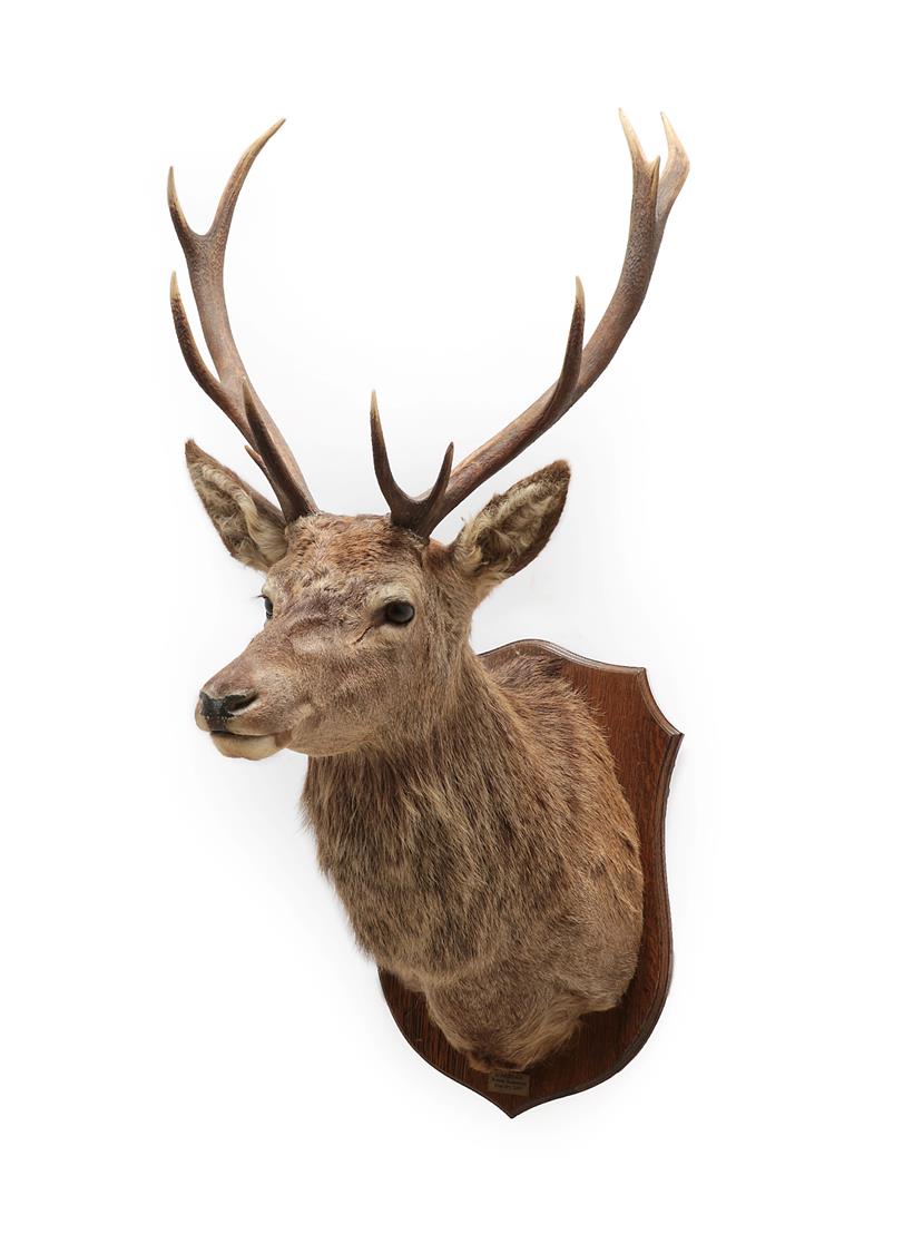 Lot 2088 - Taxidermy: Scottish Red Deer (Cervus elaphus), circa 2007, Wester Blairfettie, Pitlochry, Scotland