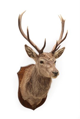 Lot 2088 - Taxidermy: Scottish Red Deer (Cervus elaphus), circa 2007, Wester Blairfettie, Pitlochry, Scotland