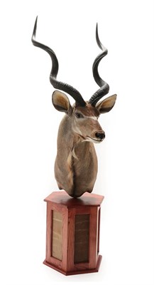 Lot 2091 - Taxidermy: Cape Greater Kudu (Strepsiceros strepsiceros), modern, South Africa, high quality...
