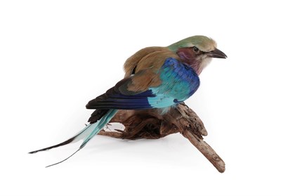 Lot 2093 - Taxidermy: Lilac Breasted Roller (Coracias caudatus), modern, a full mount adult in crouched...