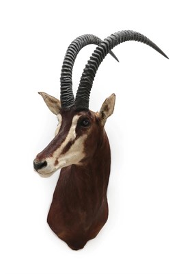 Lot 2095 - Taxidermy: Southern Sable Antelope (Hippotragus niger niger), circa late 20th century, large...