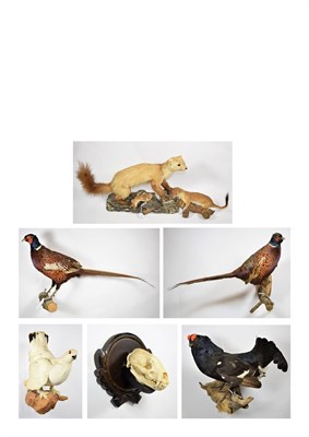 Lot 2097 - Taxidermy: European Game Birds & Animals, circa late 20th century, two full mount Ring-necked...