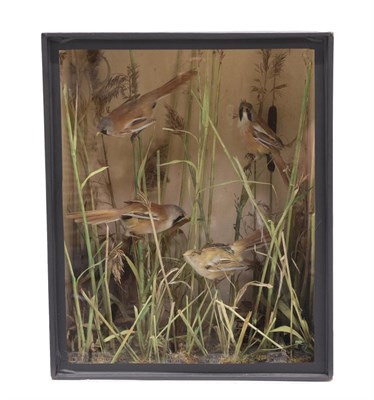 Lot 2100 - Taxidermy: A Late Victorian Cased Diorama of Bearded Reedlings (Panurus biarmicus), circa...