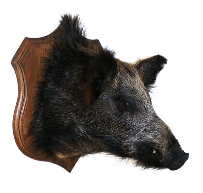 Lot 2101 - Taxidermy: European Wild Boar (Sus scrofa), circa late 20th century, a juvenile shoulder mount...