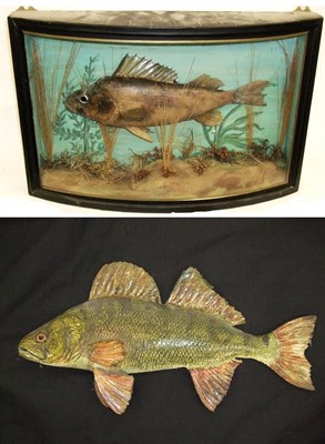 Lot 2102 - Taxidermy: A Cased Ruffe (Gymnocephalus cernua), circa mid-late 20th century, preserved and mounted