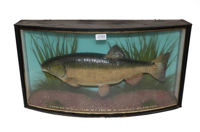 Lot 2103 - Taxidermy: A Cased Chub (Squalius cephalus), by John Cooper & Sons, 28 Radnor Street, St...