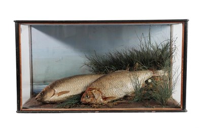 Lot 2104 - Taxidermy: A Cased Pair of Common Roach (Rutilus rutilus), circa 1920-1930, a pair of caught...