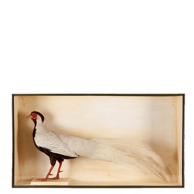 Lot 2106 - Taxidermy: A Cased Silver Pheasant (Lophura nycthemera), circa early 21st century, a full mount...