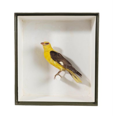 Lot 2107 - Taxidermy: A Cased Eurasian Golden Oriole (Oriolus oriolus), circa 21st century, a full mount adult