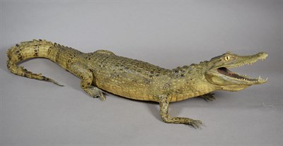 Lot 2108 - Taxidermy: A Juvenile Nile Crocodile (Crocdylus vulgaris), circa 1920-1930, full mount juvenile...