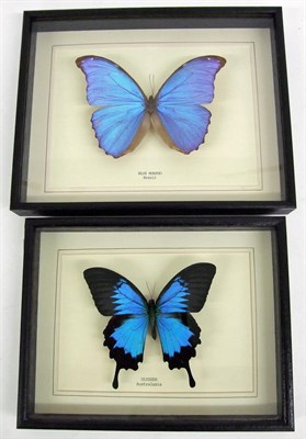 Lot 2110 - Entomology: A Framed Blue Morpho and Ulysses Birdwing Butterfly, modern, a Blue Morpho...