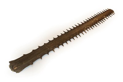 Lot 2111 - Taxidermy: A Large Sawfish Rostrum (Pristidae spp), circa 1900, an early example of a large Sawfish