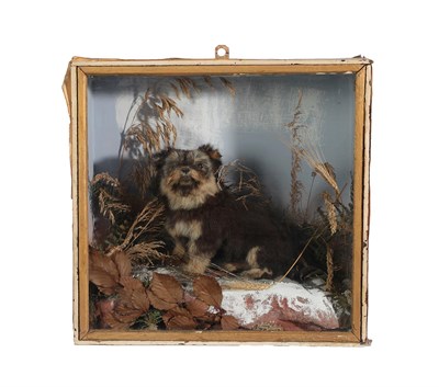 Lot 2112 - Taxidermy: A Late Victorian Cased Yorkshire Terrier Puppy (Canis lupus familiaris), circa...
