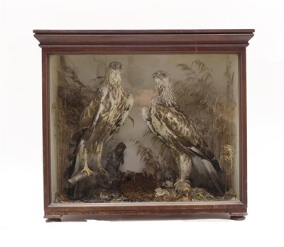 Lot 2113 - Taxidermy: A Late Victorian Cased Pair of Rough-Legged Buzzards (Buteo lagopus), a pair of full...