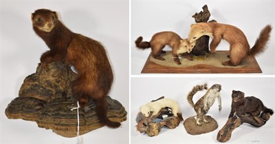 Lot 2114 - Taxidermy: A Pair of Scottish Pine Martens (Martes martes), circa late 20th century, a pair of full