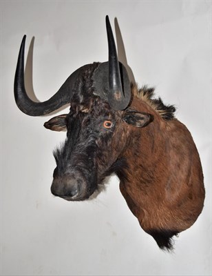 Lot 2116 - Taxidermy: Black Wildebeest (Connochaetes gnou), modern, by Wild Africa Taxidermy, Port Alfred,...