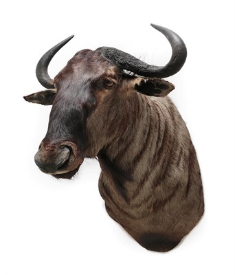 Lot 2117 - Taxidermy: Blue Wildebeest (Connochaetes taurinus), modern, South Africa, high quality adult...