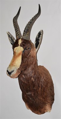 Lot 2118 - Taxidermy: Blesbok (Damaliscus phillipsi), modern, By Wild Africa Taxidermy, Port Alfred, South...