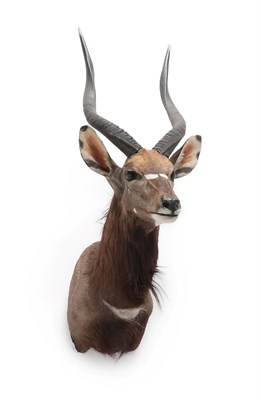 Lot 2119 - Taxidermy: Lowland Nyala (Nyala angasii), modern, by Wild Africa Taxidermy, Port Alfred, South...