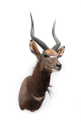 Lot 2119 - Taxidermy: Lowland Nyala (Nyala angasii), modern, by Wild Africa Taxidermy, Port Alfred, South...