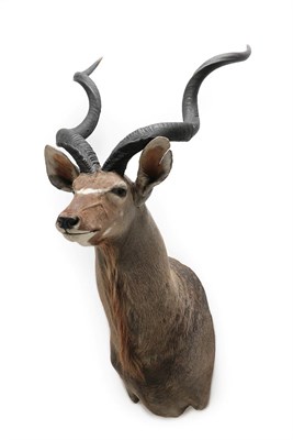 Lot 2122 - Taxidermy: Cape Greater Kudu (Strepsiceros strepsiceros), modern, by Wild Africa Taxidermy,...