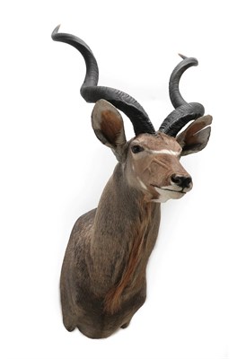 Lot 2122 - Taxidermy: Cape Greater Kudu (Strepsiceros strepsiceros), modern, by Wild Africa Taxidermy,...