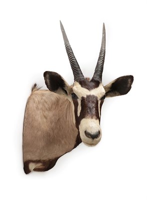 Lot 2125 - Taxidermy: Gemsbok Oryx (Oryx gazella gazella), circa late 20th century, South Africa, adult...